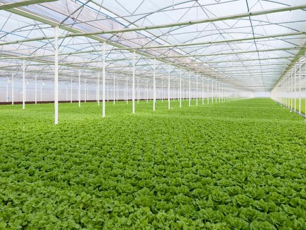 Новые технологии в тепличном хозяйстве: овощевод во главе инноваций